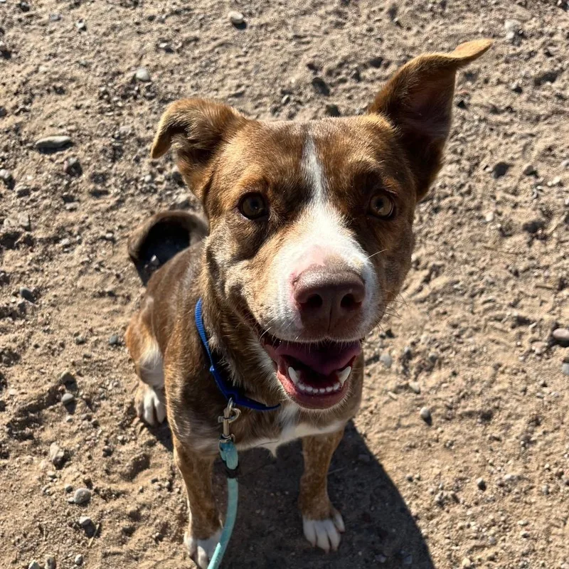 Raya  Paws thumbnail 5