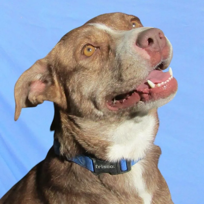 Raya  Paws thumbnail 6