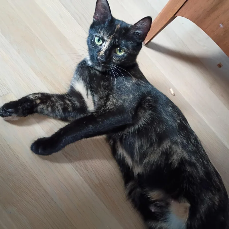 Patti