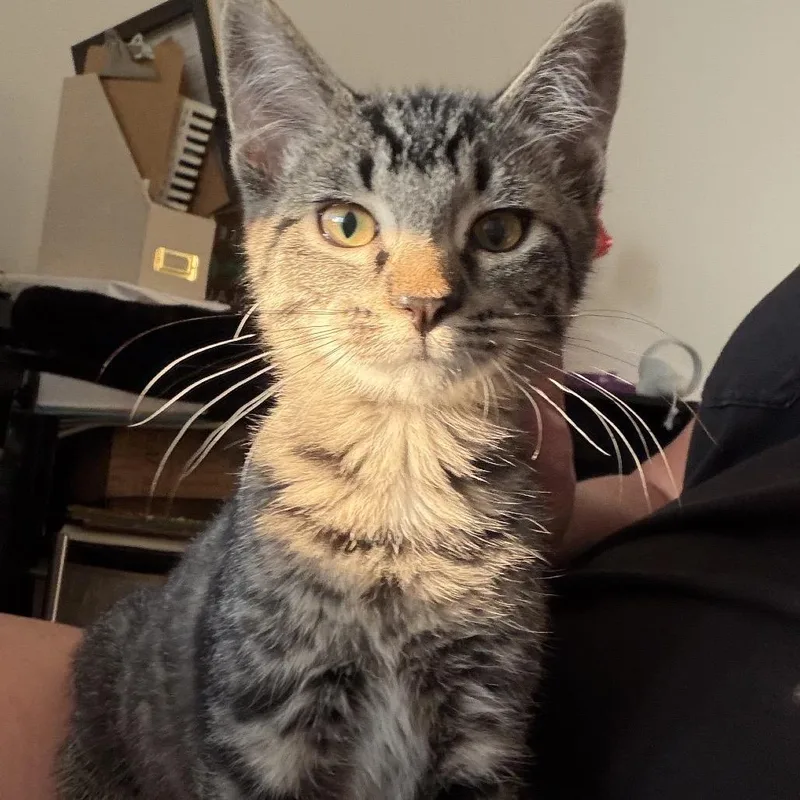 A baby small-sized female Brown / Chocolate Domestic Short Hair cat named Cutie for adoption in Spokane, WA