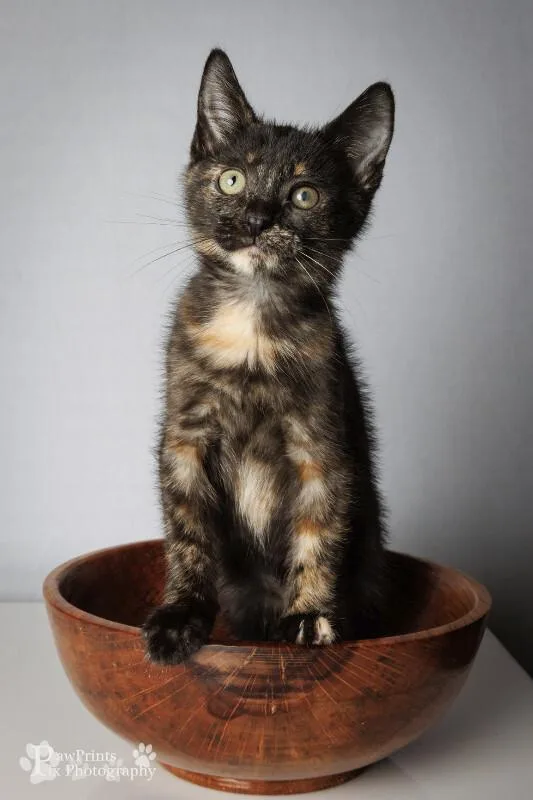 A young medium-sized female Tortoiseshell Domestic Short Hair cat named Clove for adoption in Maryville, TN
