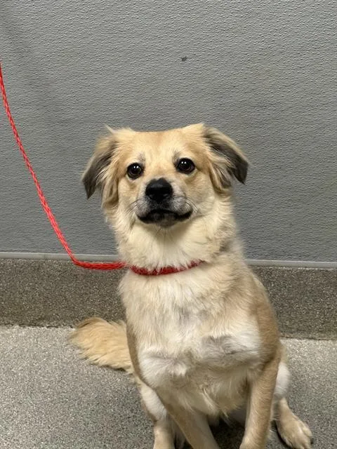 A young medium-sized female Golden Retriever dog named Princess for adoption in Las Vegas, NV