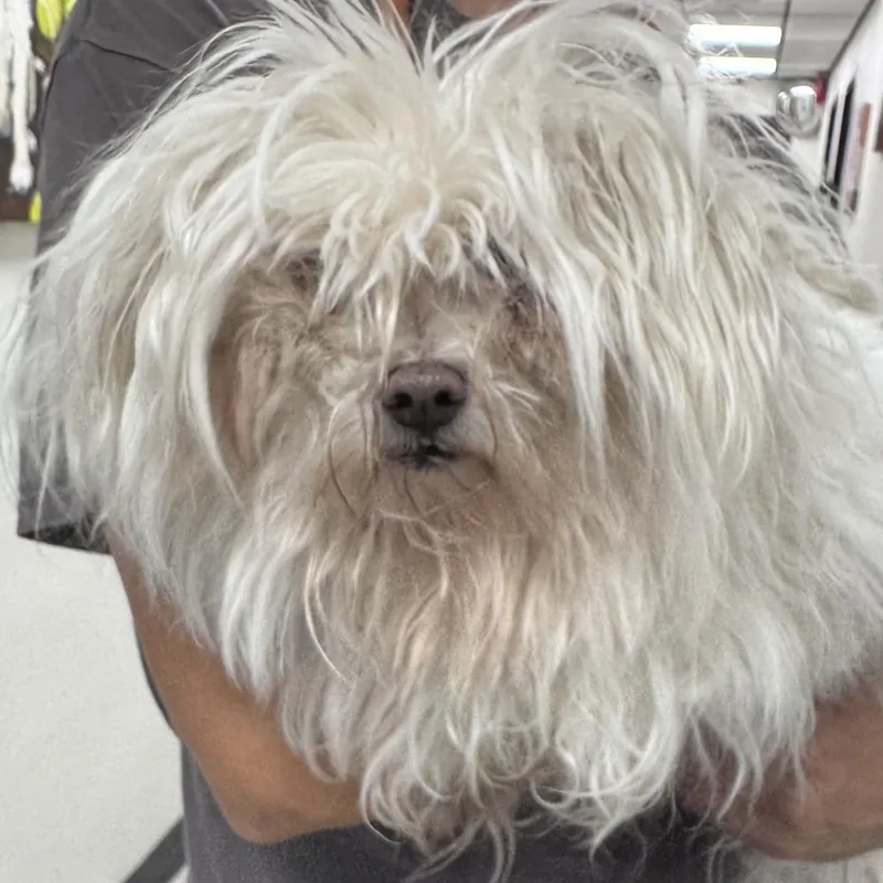 An adult small-sized female White / Cream Lhasa Apso dog named Gypsy for adoption in Calverton, NY