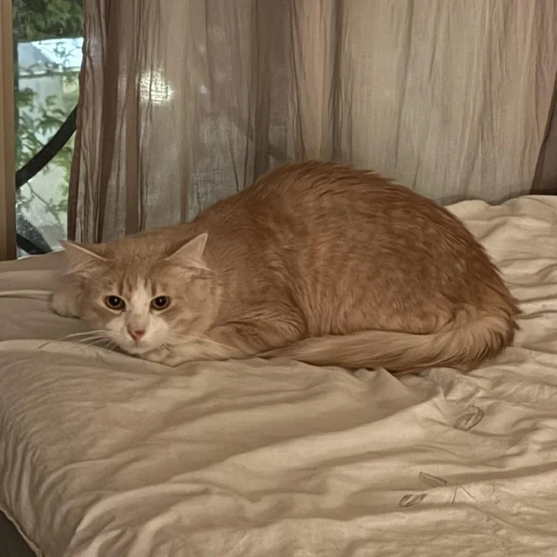 An adult medium-sized male Buff & White Domestic Long Hair cat named Mcqueen for adoption in Evanston, IL