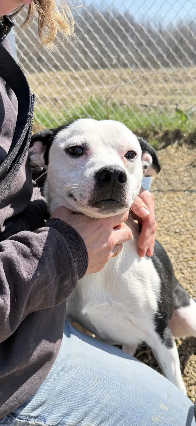 A young medium-sized male White / Cream Jack Russell Terrier dog named Cain for adoption in Warren, OH