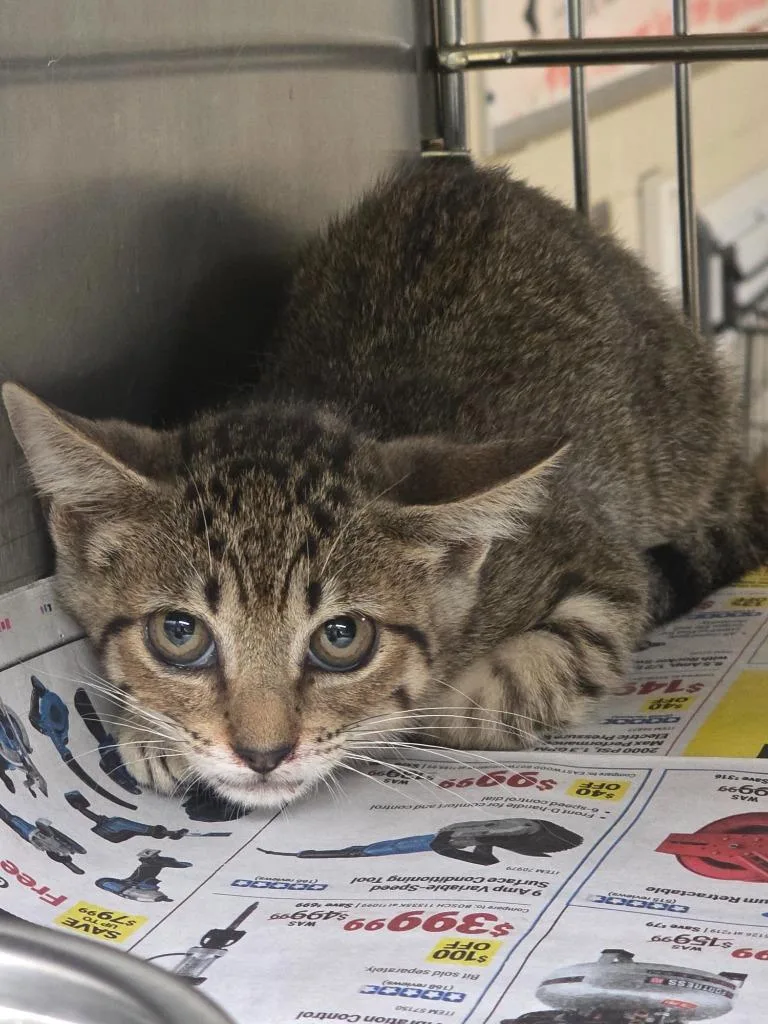 A baby large-sized male Tabby cat named Aybecee for adoption in Nacogdoches, TX