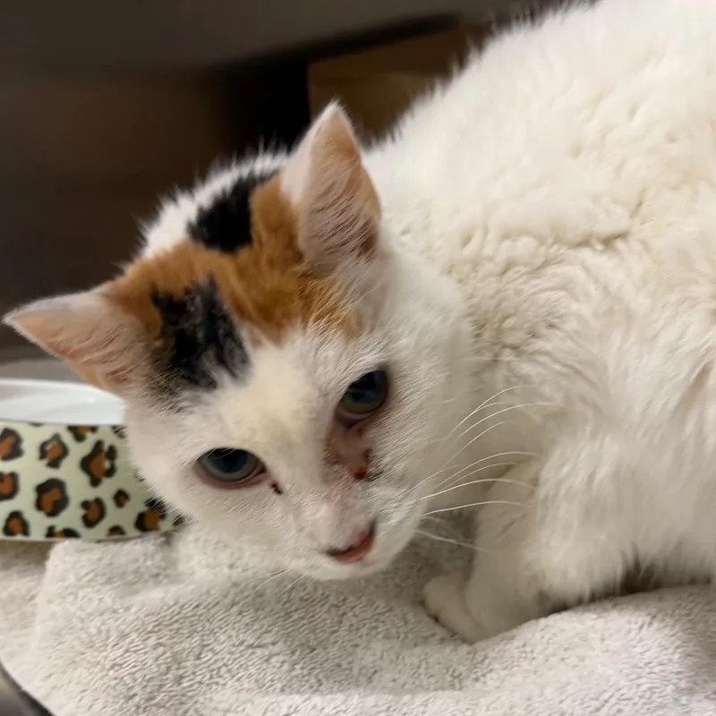 A senior medium-sized female Domestic Short Hair cat named Willow for adoption in Jacksonville, FL