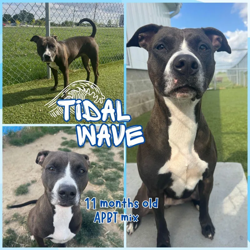A young medium-sized female Black Pit Bull Terrier dog named Tidalwave for adoption in Franklin, IN