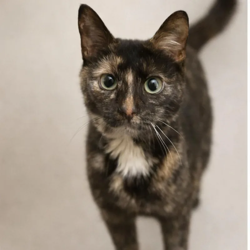 A young small-sized female Tortoiseshell Domestic Short Hair cat named Eggo for adoption in Pasadena , MD