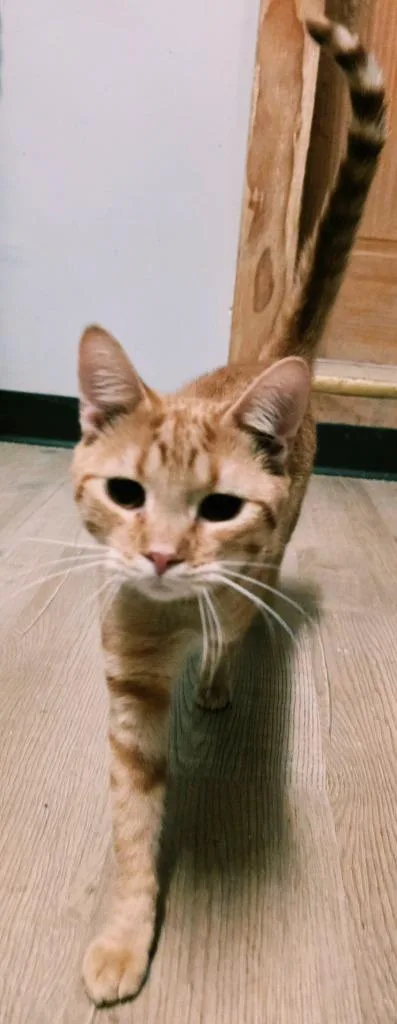 A young medium-sized male Domestic Short Hair cat named Ed for adoption in Sprakers, NY
