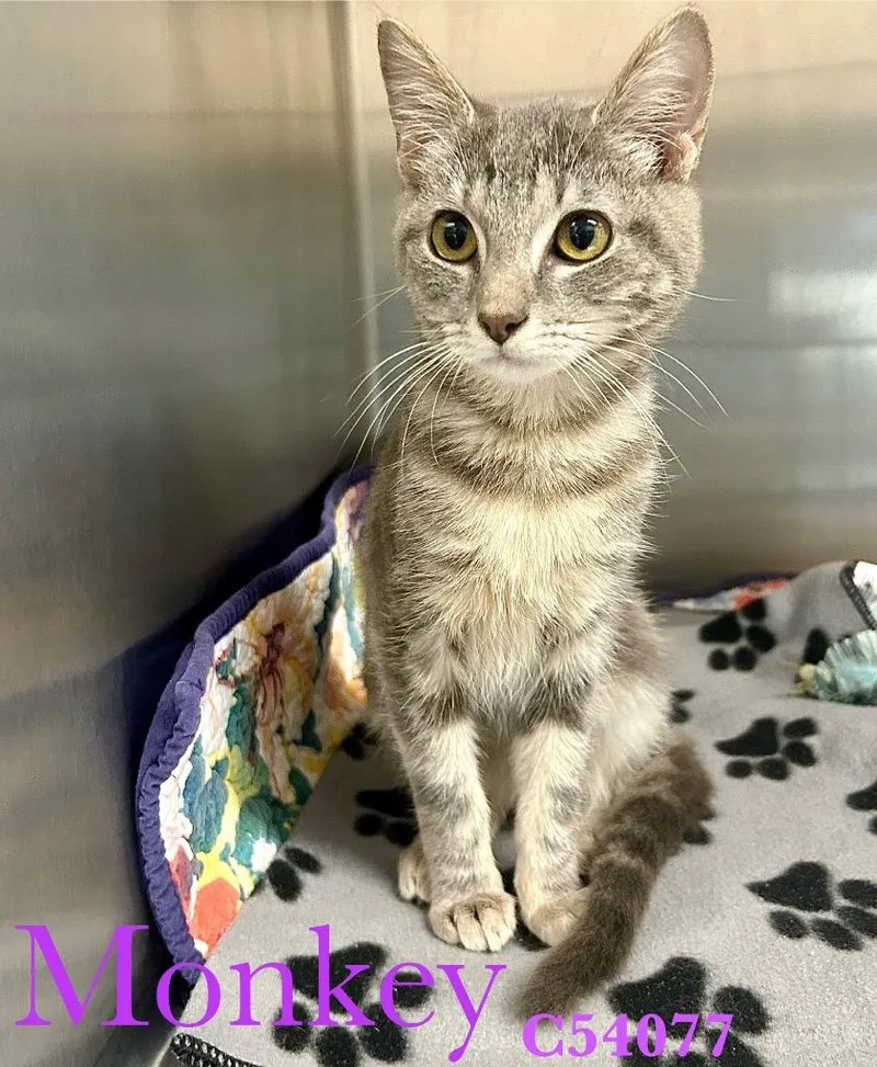 A baby medium-sized female Domestic Short Hair cat named Monkey for adoption in Clarksville, TN