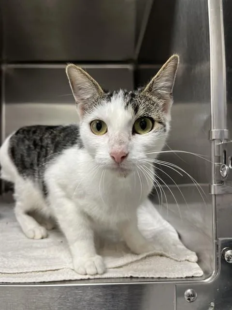 A young medium-sized female Domestic Short Hair cat named Mitzy for adoption in Augusta, GA