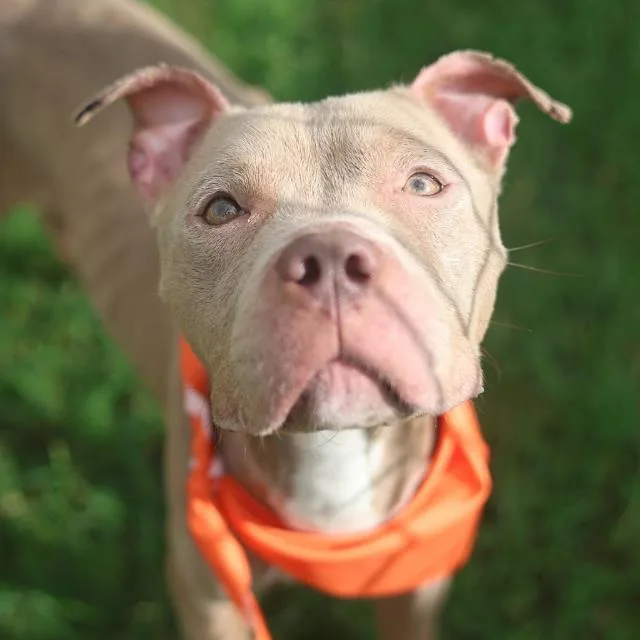 A young medium-sized male American Staffordshire Terrier dog named Sparky for adoption in San Antonio, TX