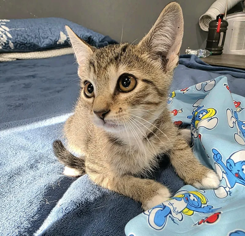 Oliver