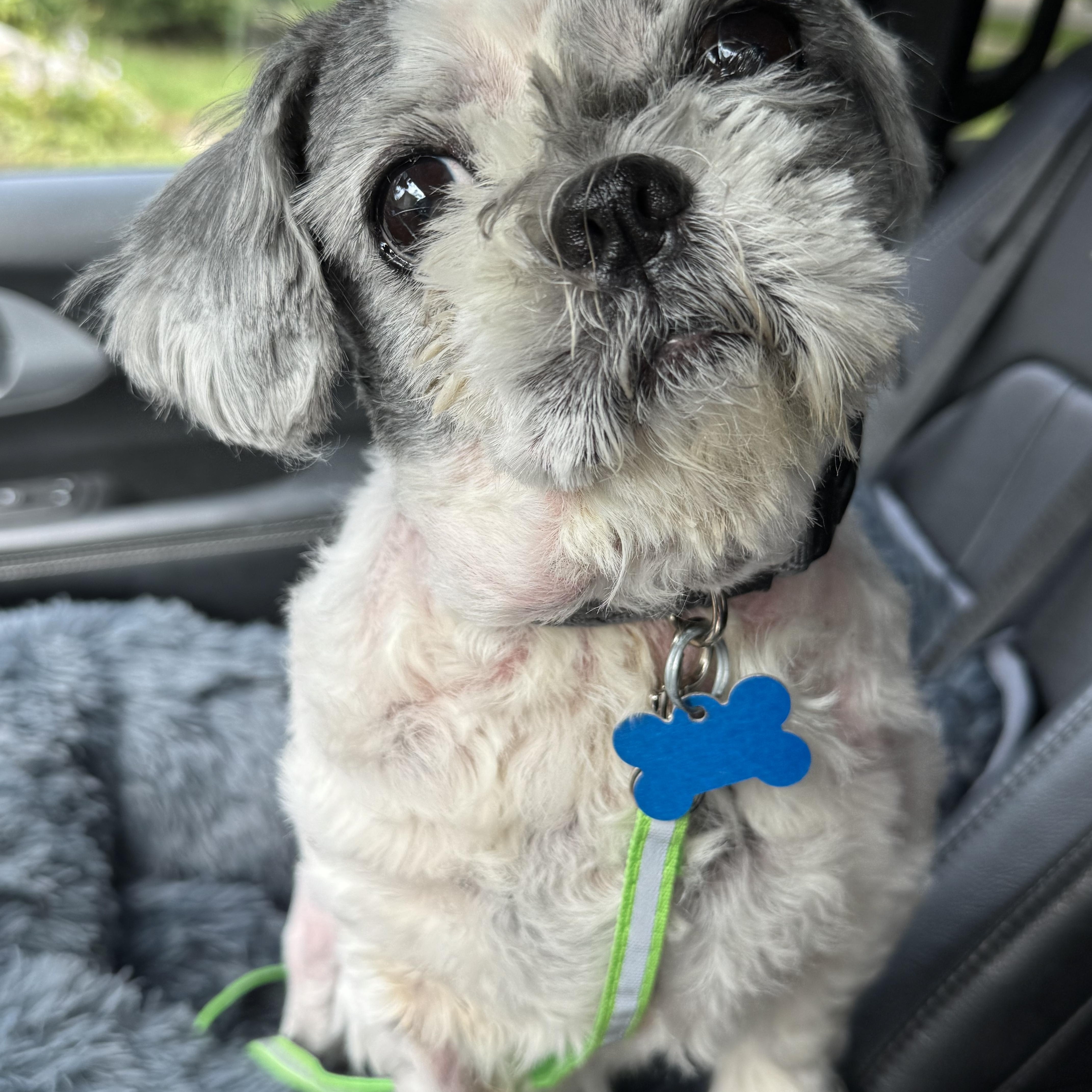 A senior small-sized male Gray / Blue / Silver Shih Tzu dog named Grayson for adoption in Grosse Pointe Park, MI