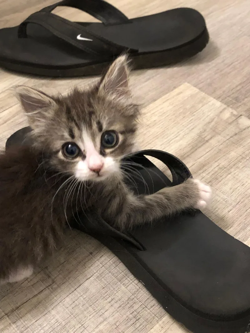 A baby medium-sized female Tabby cat named Ming for adoption in Flint Hill, VA