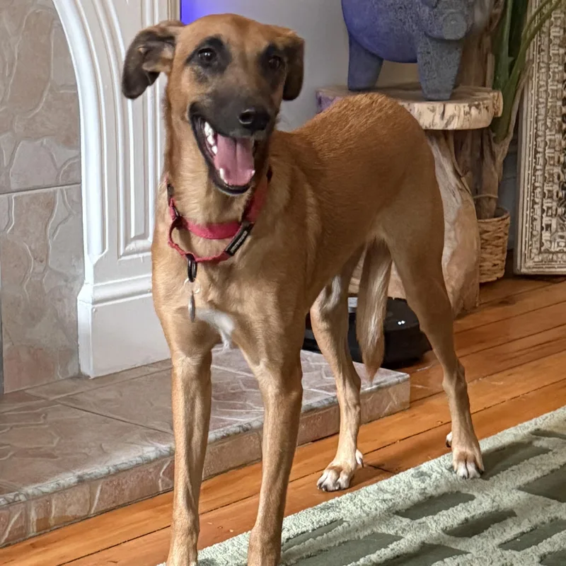A young medium-sized male Yellow / Tan / Blond / Fawn Greyhound dog named Kobe for adoption in Brooklyn, NY