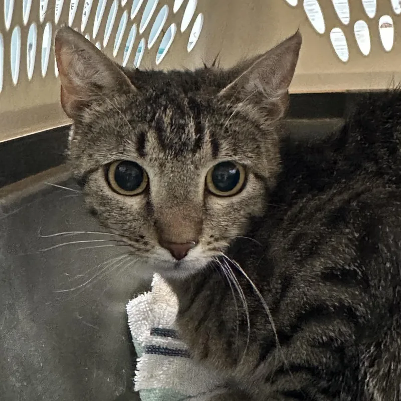 An adult medium-sized female Gray / Blue / Silver Domestic Short Hair cat named Ultimate Porker for adoption in Greensboro, NC