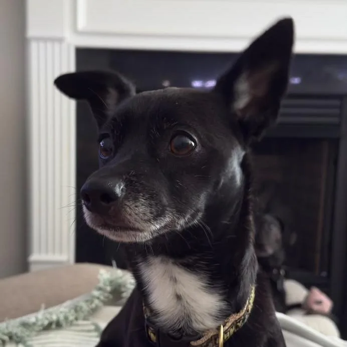An adult small-sized male Black Chihuahua dog named Vass for adoption in Wake Forest, NC