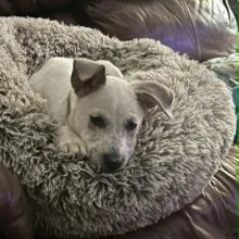 A baby small-sized female White / Cream Mixed Breed dog named Ct Pearl for adoption in Eastford, CT