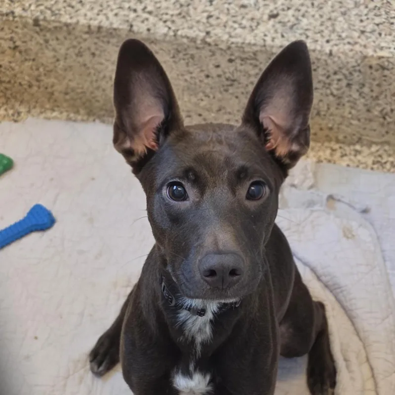 An adult medium-sized female Black Feist dog named Zuma for adoption in Aiken, SC