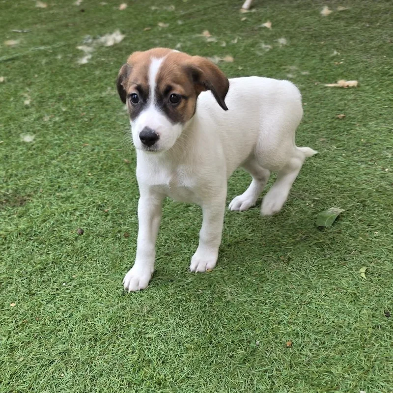 A baby medium-sized female Tricolor (Brown, Black, & White) Retriever dog named Violet MW for adoption in Austin, TX