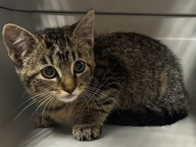 A baby small-sized female Domestic Short Hair cat named Fidola for adoption in Ames, IA