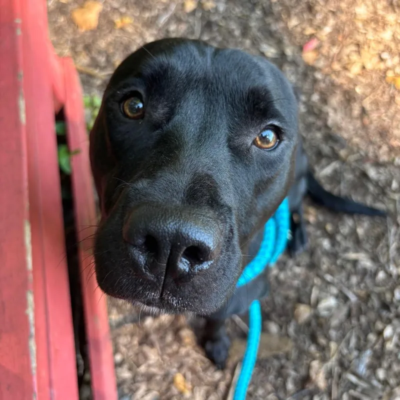 Maggie