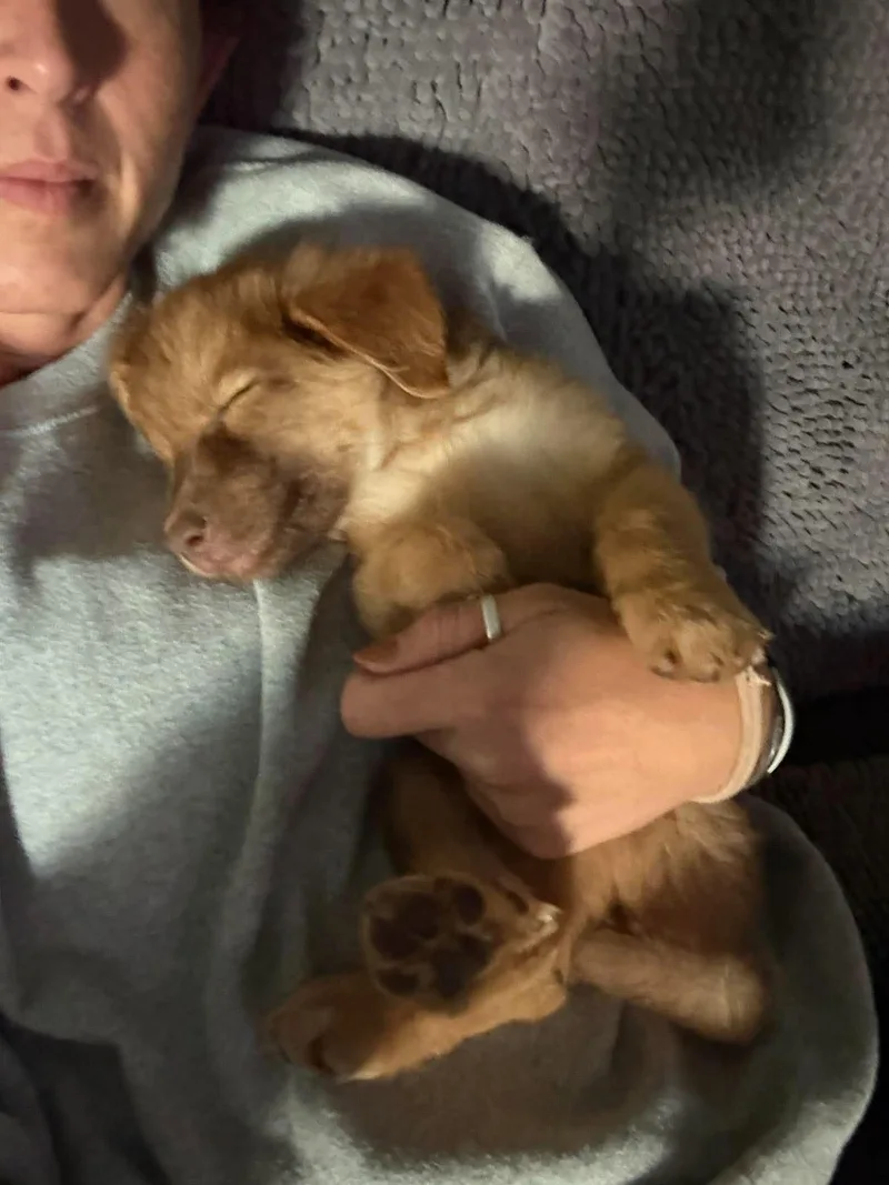 Hazel thumbnail 2