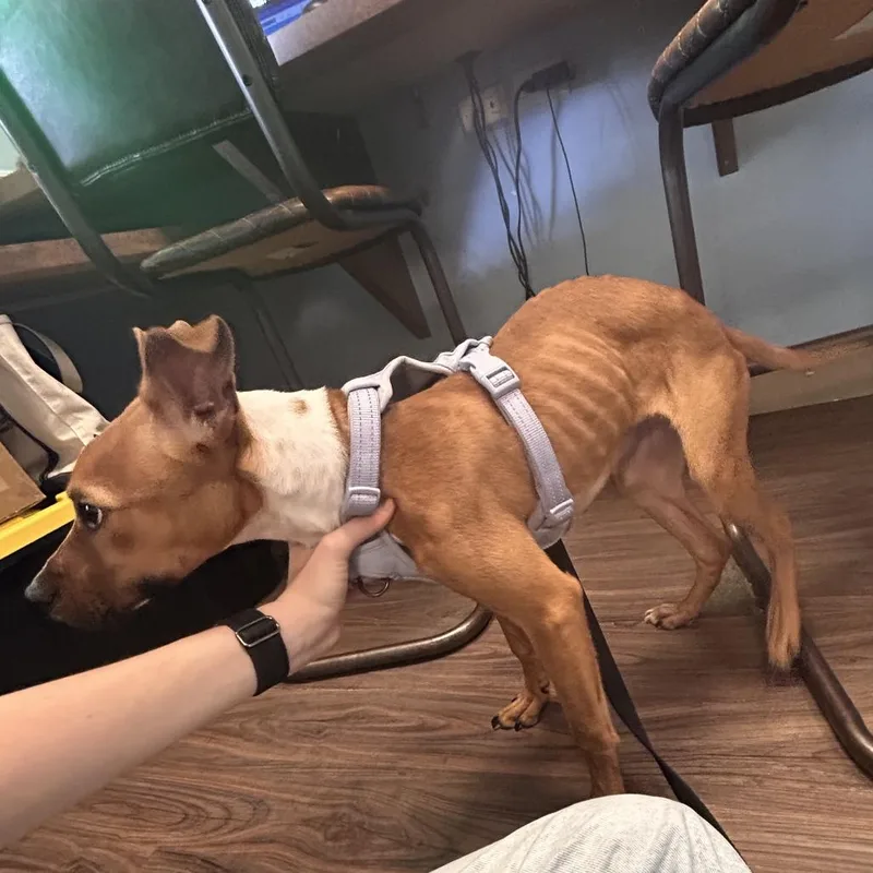 A young small-sized female Yellow / Tan / Blond / Fawn Mixed Breed dog named Willow for adoption in LOXAHATCHEE, FL