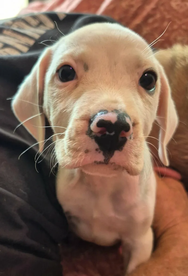 Pippin
