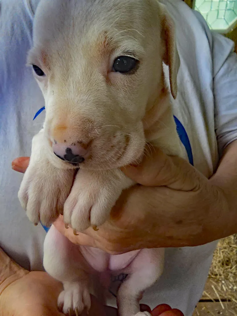 Pippin thumbnail 4