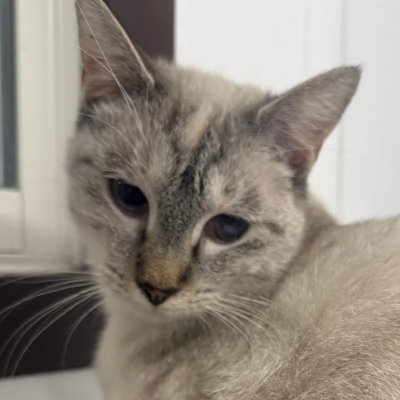 A young medium-sized female Domestic Short Hair cat named Tizzy for adoption in Auburn, NE