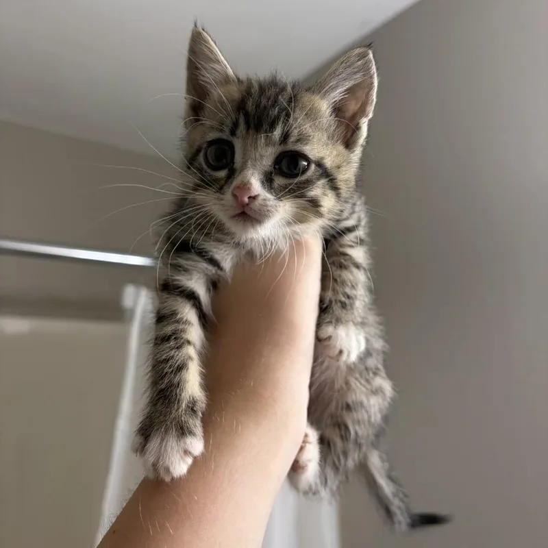 A baby small-sized female Brown / Chocolate Domestic Short Hair cat named Larson for adoption in Buffalo, MN