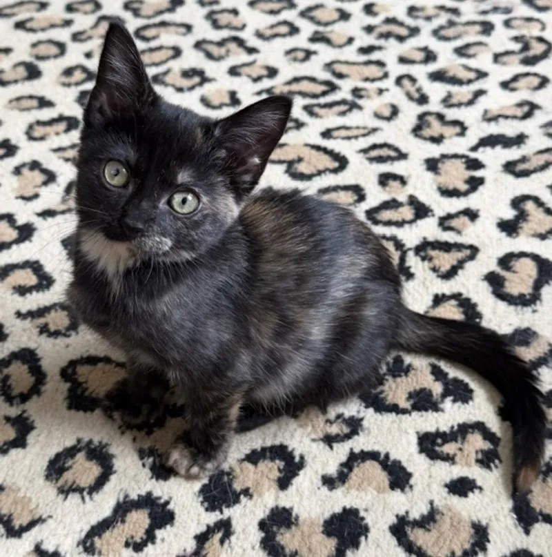 A baby small-sized female Tortoiseshell cat named Ember for adoption in O'Fallon, MO
