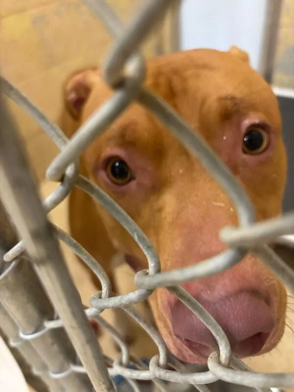 An adult large-sized male Yellow / Tan / Blond / Fawn Mixed Breed dog named Caterpillar for adoption in Cincinnati, OH