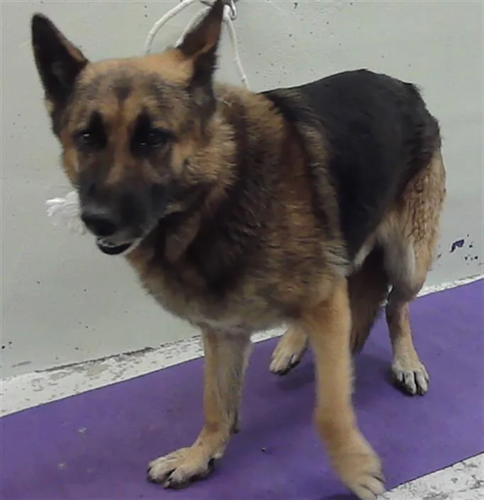An adult large-sized male German Shepherd Dog dog named Zackary for adoption in Houston, TX