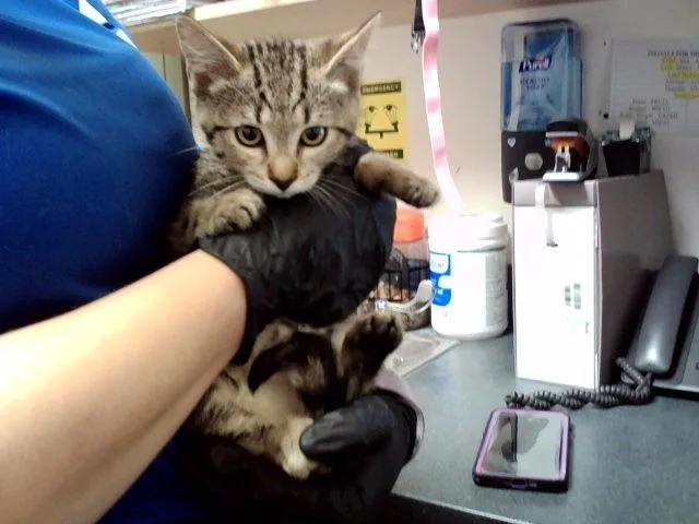 A baby small-sized female Domestic Short Hair cat named Lucy for adoption in Martinez, CA