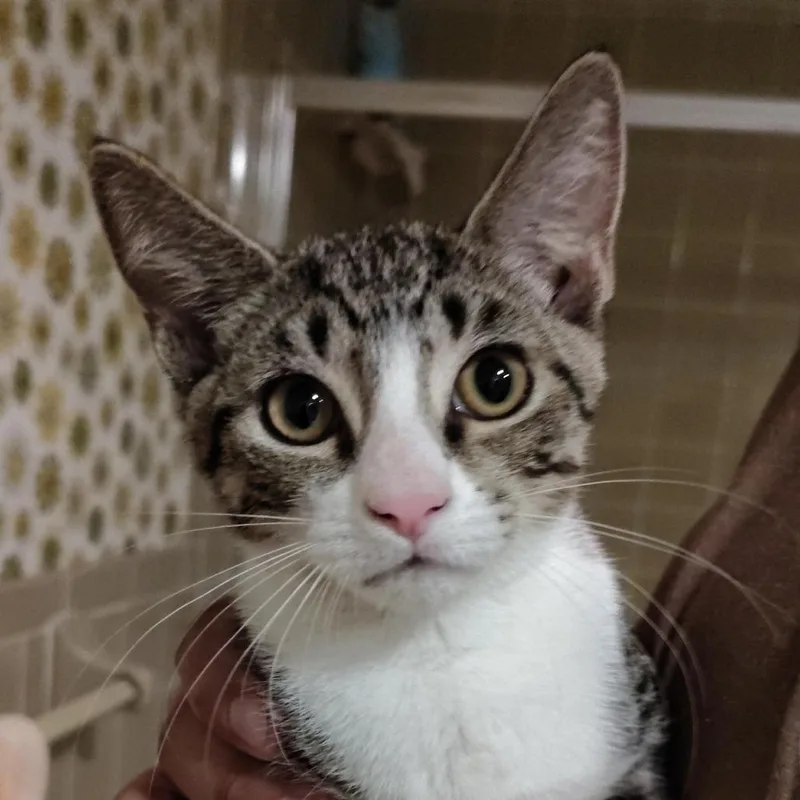 A young small-sized female Brown / Chocolate Domestic Short Hair cat named Brandine for adoption in Titusville, FL