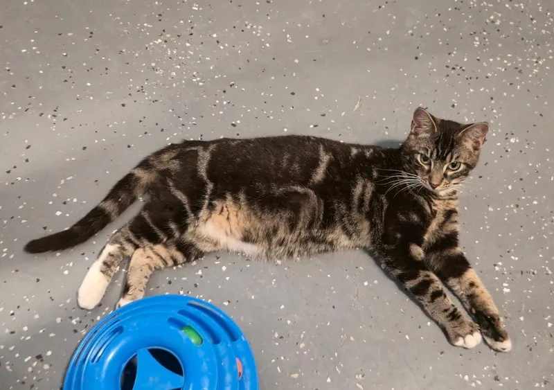 Squirrel Steinman thumbnail 2