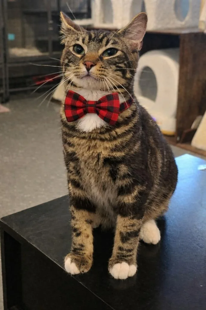 Squirrel Steinman thumbnail 4