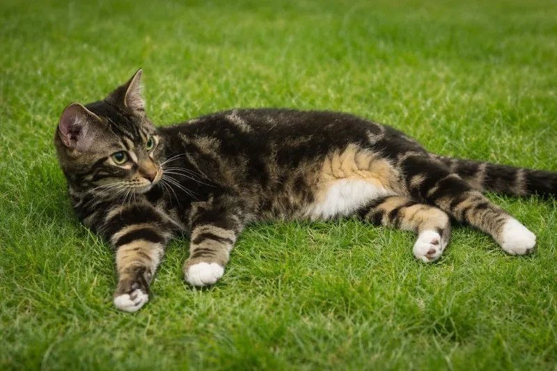 Squirrel Steinman thumbnail 5