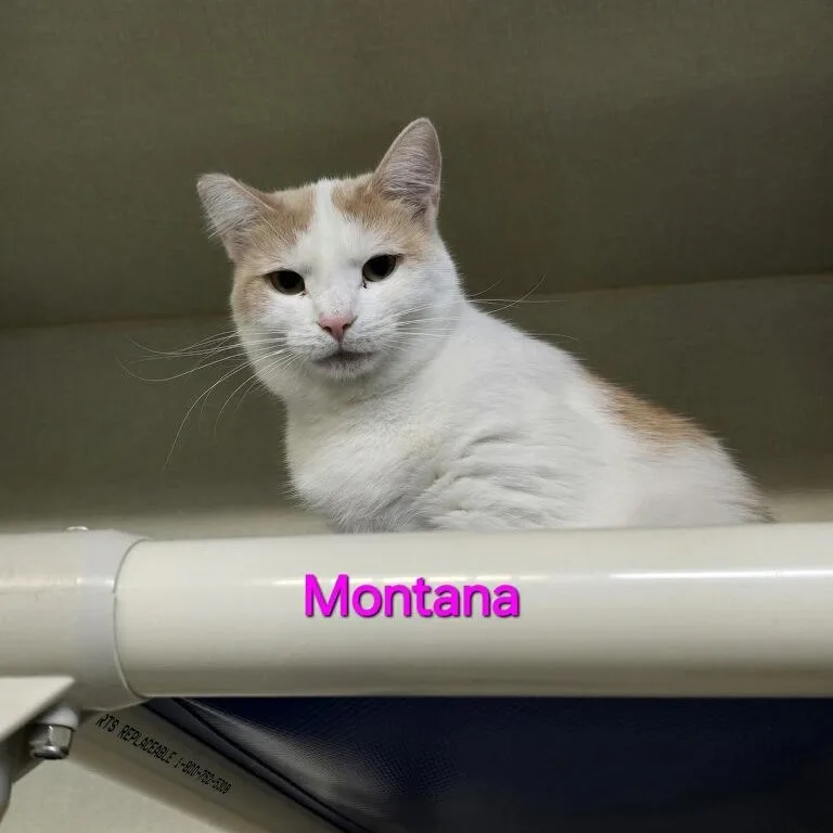 Montana thumbnail 2