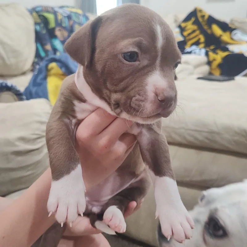 A baby medium-sized female Pit Bull Terrier dog named Havana for adoption in Midland, MI