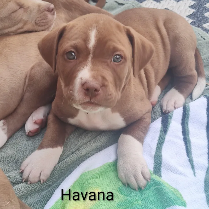 Havana thumbnail 2
