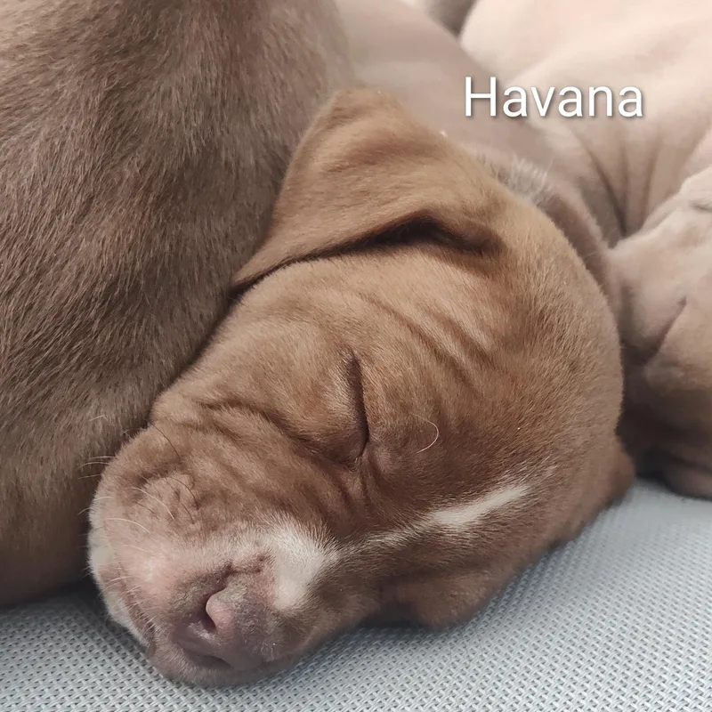 Havana thumbnail 6