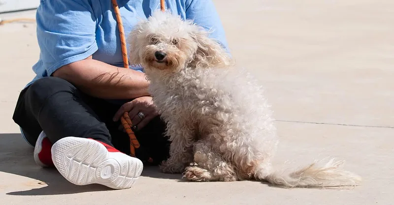 An adult small-sized male White / Cream Standard Poodle dog named Hayes for adoption in Memphis, TN