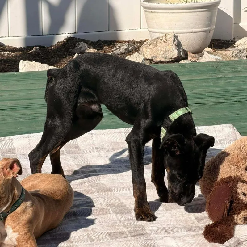 A young medium-sized male Black Rottweiler dog named Archie for adoption in Lutz, FL