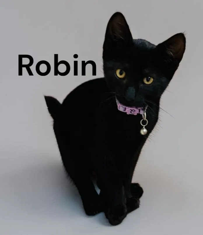 A baby medium-sized male Black Domestic Short Hair cat named Robin for adoption in Weems, VA