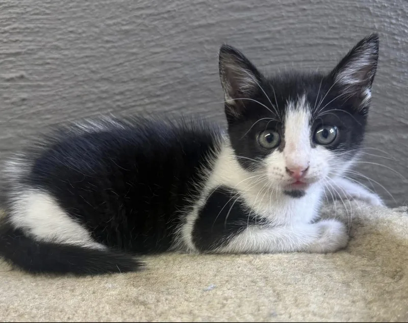 A young medium-sized female Black & White / Tuxedo Domestic Short Hair cat named Bell for adoption in Vicksburg, MS